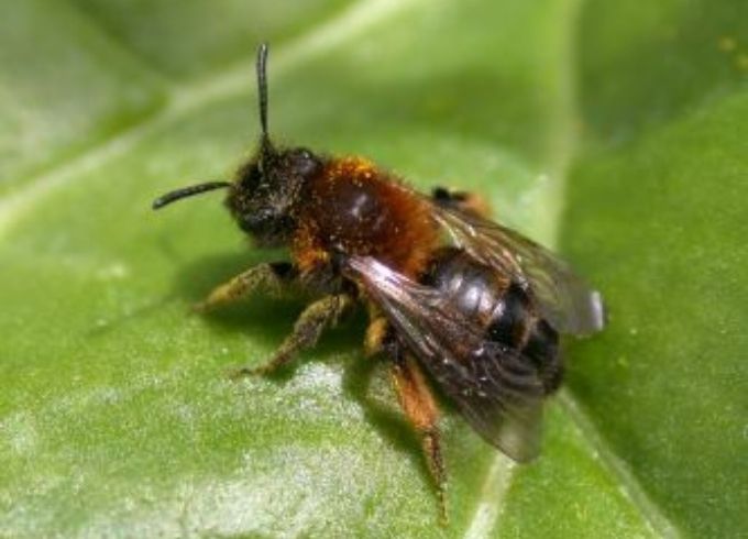 https://www.svz.com/news-and-blog/svz-breda-supports-local-bee-awareness-program/ thumbnail image