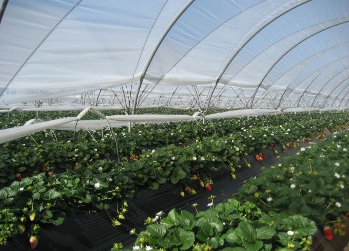 https://www.svz.com/news-and-blog/svz-backs-ferdonana-berry-farmers-water-efficiency-training/ thumbnail image