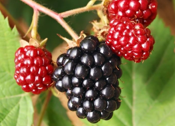 https://www.svz.com/news-and-blog/blog-5-things-you-didnt-know-about-blackberries thumbnail image
