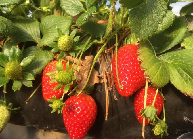 https://www.svz.com/news-and-blog/stay-informed-with-svzs-spanish-strawberry-harvest-update thumbnail image