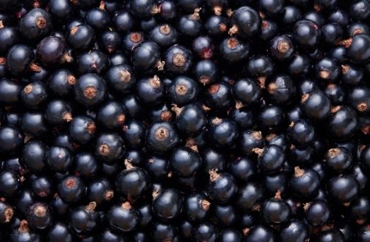 Blackcurrant (Organic) thumbnail image