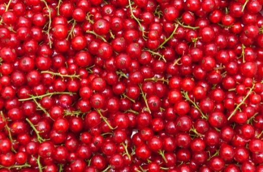 Red Currant (Organic) thumbnail image