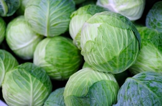 Cabbage thumbnail image