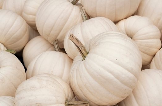 Pumpkin (White) thumbnail image