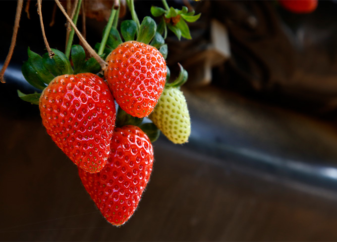 https://www.svz.com/news-and-blog/harvest-preview-the-latest-news-from-svzs-spanish-strawberry-fields/ thumbnail image