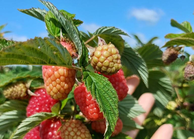 https://www.svz.com/news-and-blog/summer-2023-harvest-update-the-latest-crop-news-from-poland/ thumbnail image