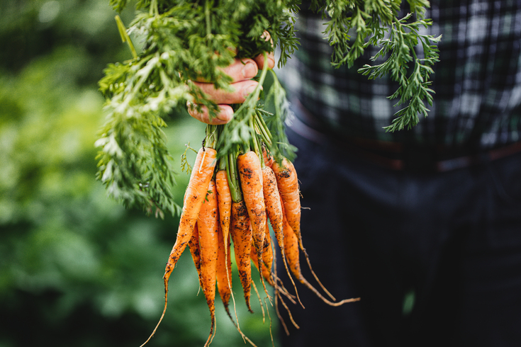 https://www.svz.com/news-and-blog/carrot-chronicles-a-harvest-update-directly-from-the-fields/ thumbnail image